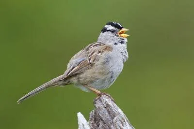 Gorrión coronado blanco posado en una rama seca, con el pico abierto mientras canta, sobre fondo verde desenfocado.