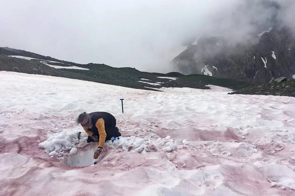Un investigador recoge muestras de nieve teñida de rosa por algas en una ladera montañosa nublada.