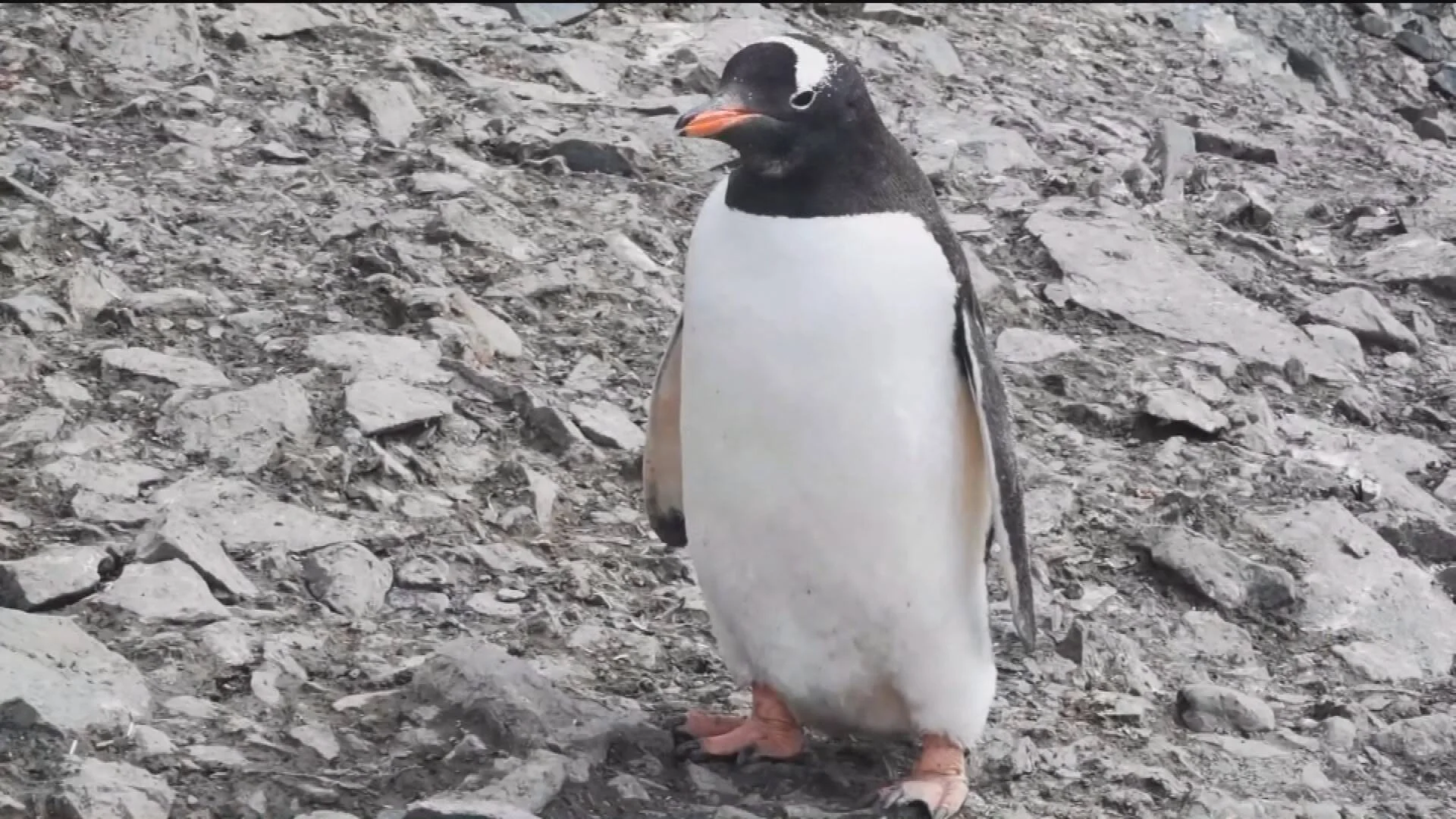 Pingüino papúa de pie sobre un suelo pedregoso, con su característico pico naranja y mancha blanca en la cabeza.