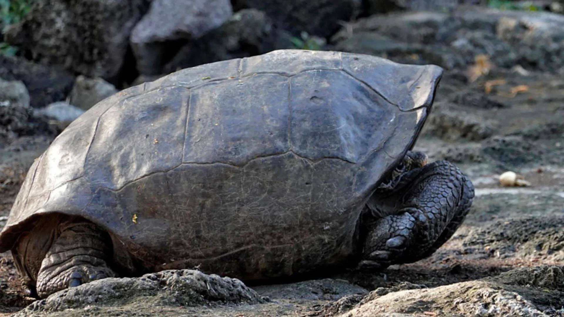Tortuga gigante de Galápagos con caparazón oscuro y grande descansando sobre terreno rocoso.