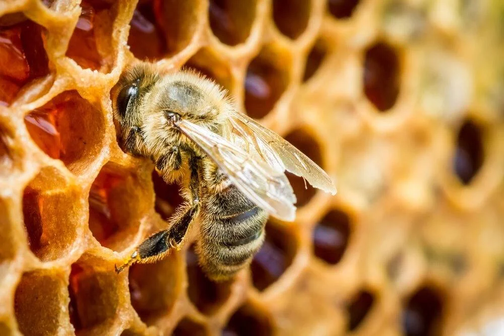 Abeja obrera sobre un panal de cera con celdas llenas de miel, fotografiada en primer plano.