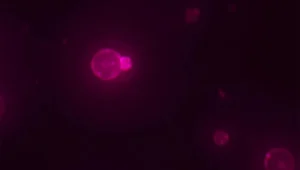 Representación de la célula sintética SpudCell desarrollada por científicos de la Universidad de Minnesota.
